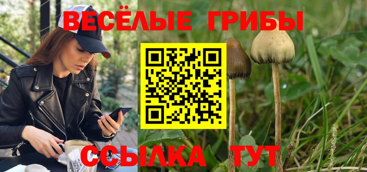 Галлюциногенные грибы Psilocybine cubensis  Вход с VPN  Галлюциногенные грибы Psilocybine cubensis  Заречный 